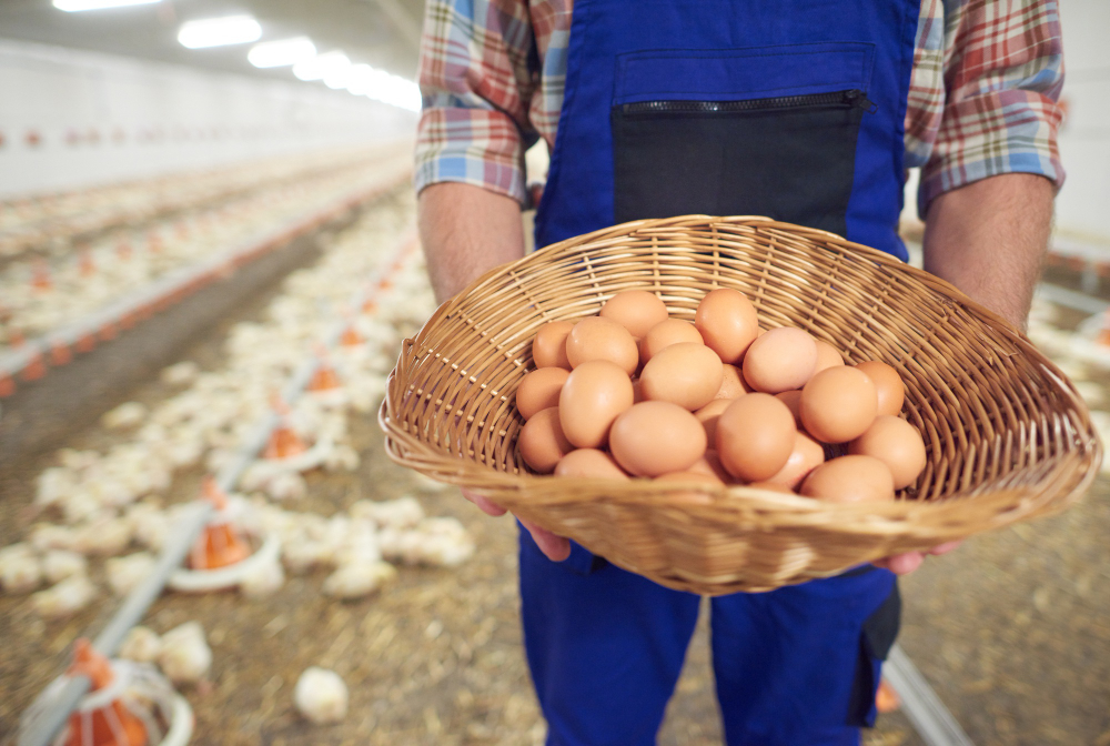 Why Trendy Eggs is the Most Trusted Egg Supplier in Singapore